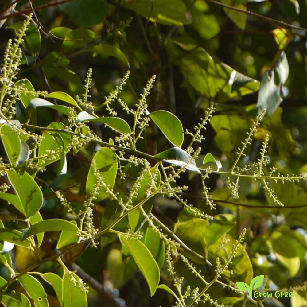 10 seeds of False Black Pepper - EMBELIA RIBES - White Flowered + Gift 5 seeds of Sunflower