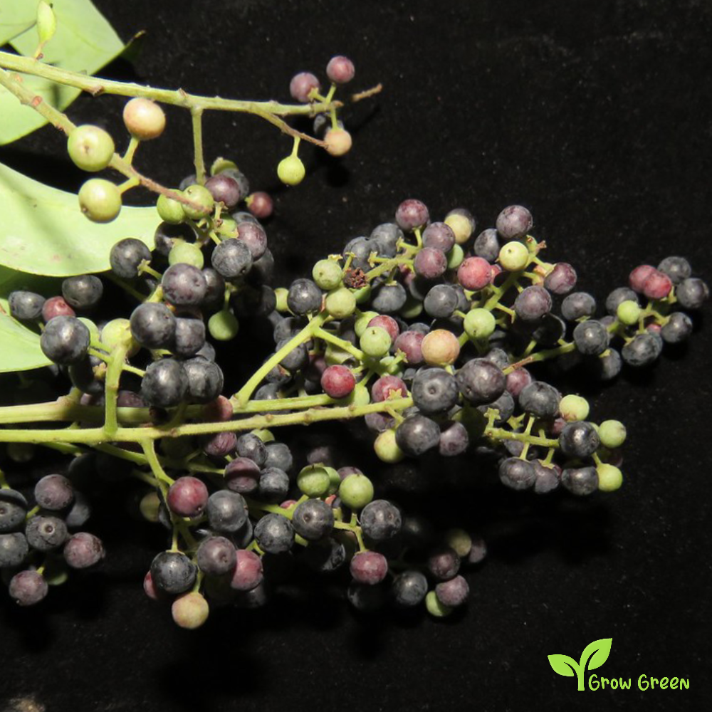 10 seeds of False Black Pepper - EMBELIA RIBES - White Flowered + Gift 5 seeds of Sunflower