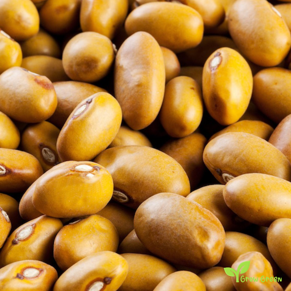 50 seeds of Brown Beans - PHASEOLUS VULGARIS - Fagioli Bruni + Gift 5 seeds of Sunflower