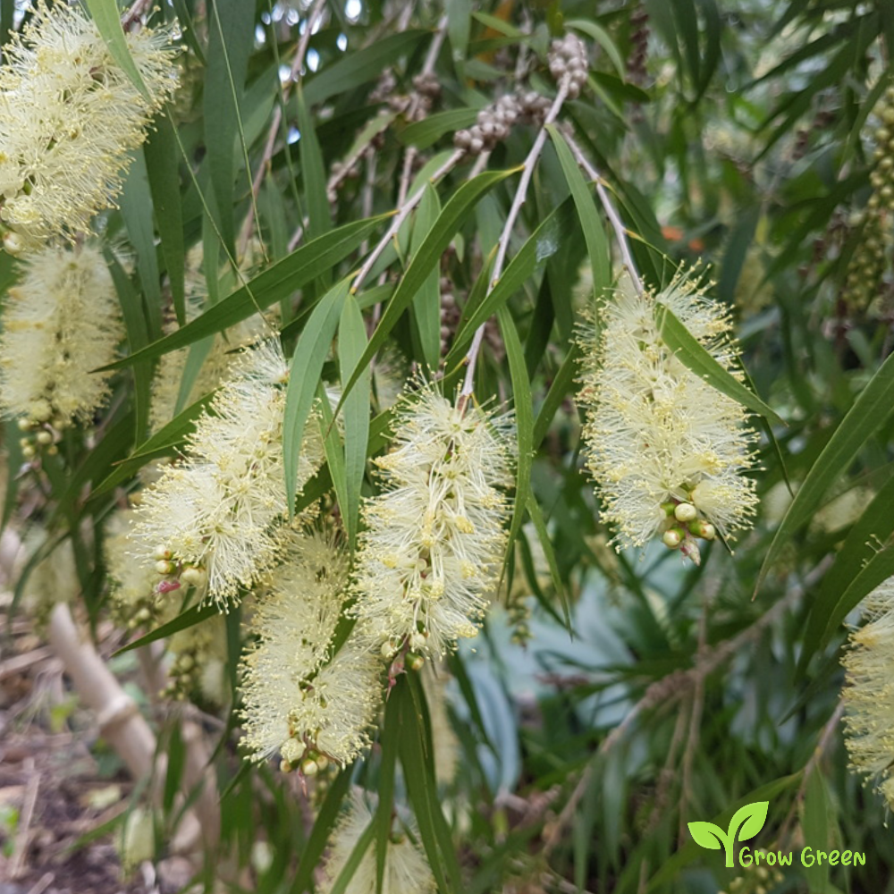 10 seeds of Willow Bottlebrush - MELALEUCA SALICINA + Gift 5 seeds of Sunflower