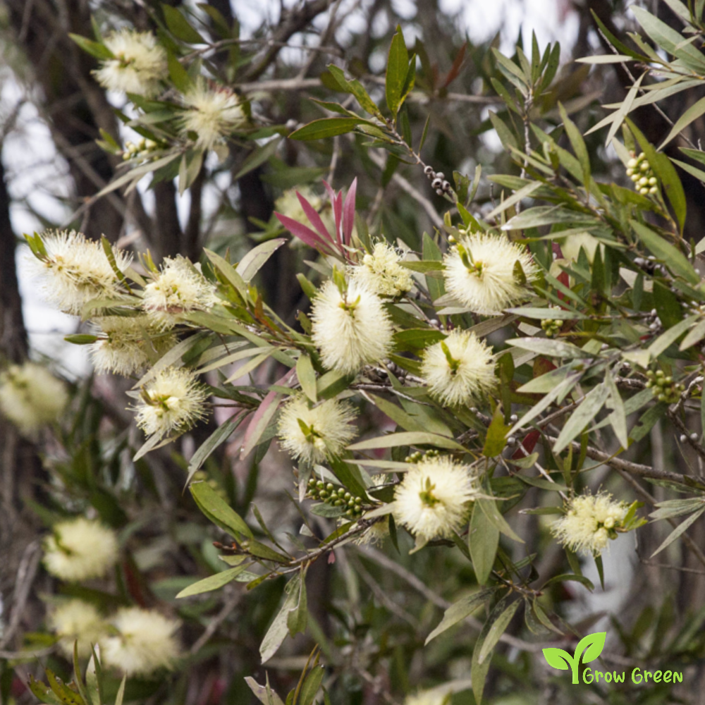 10 seeds of Willow Bottlebrush - MELALEUCA SALICINA + Gift 5 seeds of Sunflower