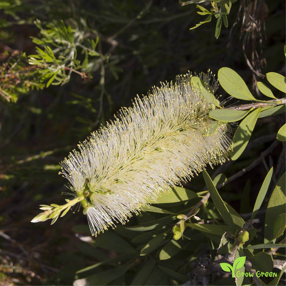 10 seeds of Willow Bottlebrush - MELALEUCA SALICINA + Gift 5 seeds of Sunflower