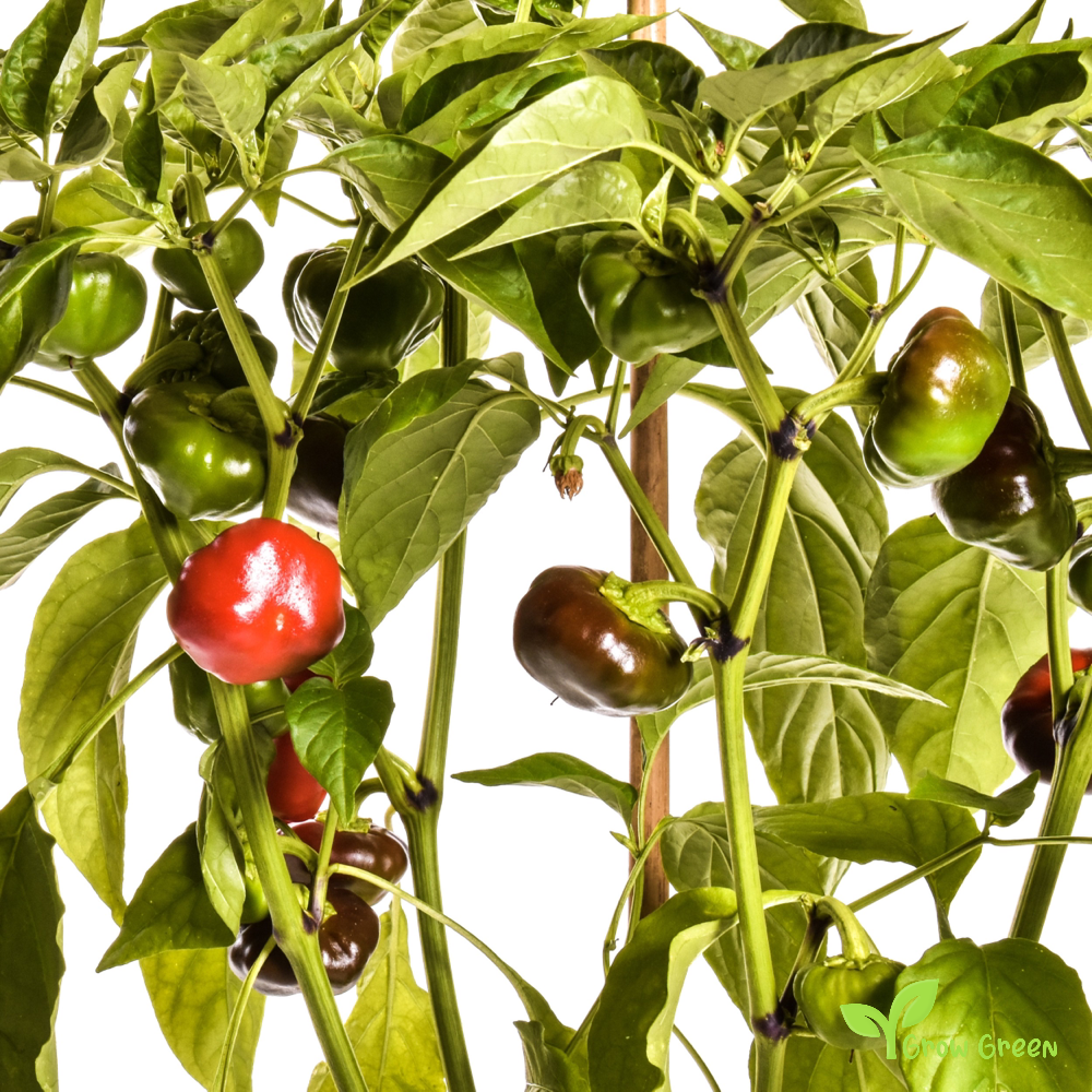 10 seeds of Nora Chilli Pepper - CAPSICUM ANNUUM - Nyora + Gift 5 seeds of Sunflower
