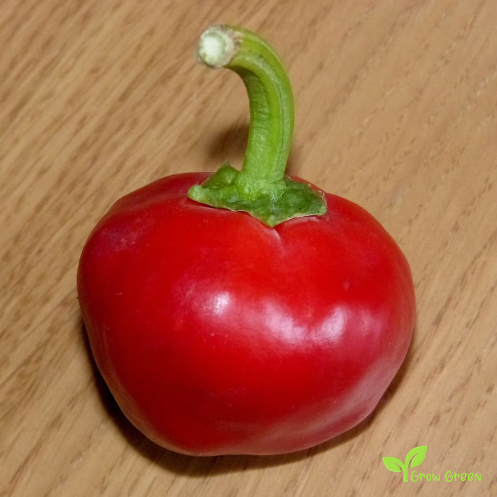 10 seeds of Nora Chilli Pepper - CAPSICUM ANNUUM - Nyora + Gift 5 seeds of Sunflower