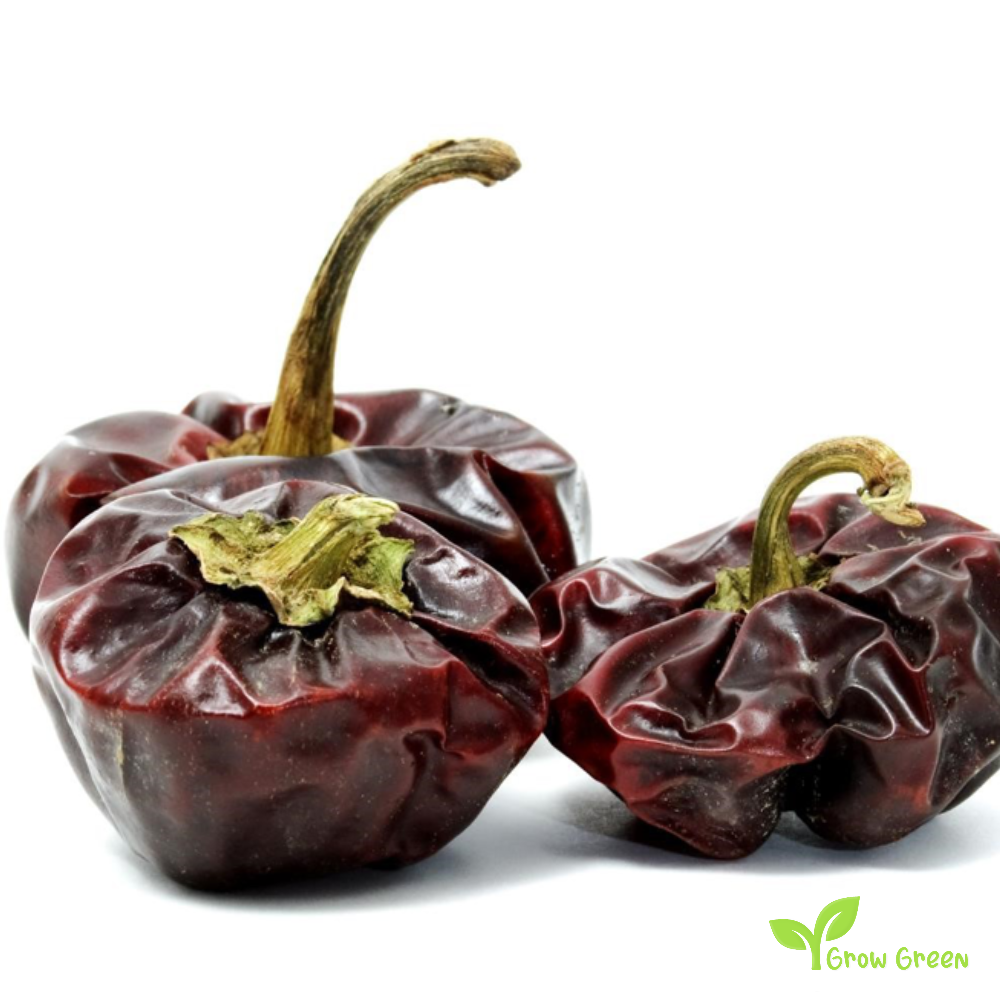 10 seeds of Nora Chilli Pepper - CAPSICUM ANNUUM - Nyora + Gift 5 seeds of Sunflower