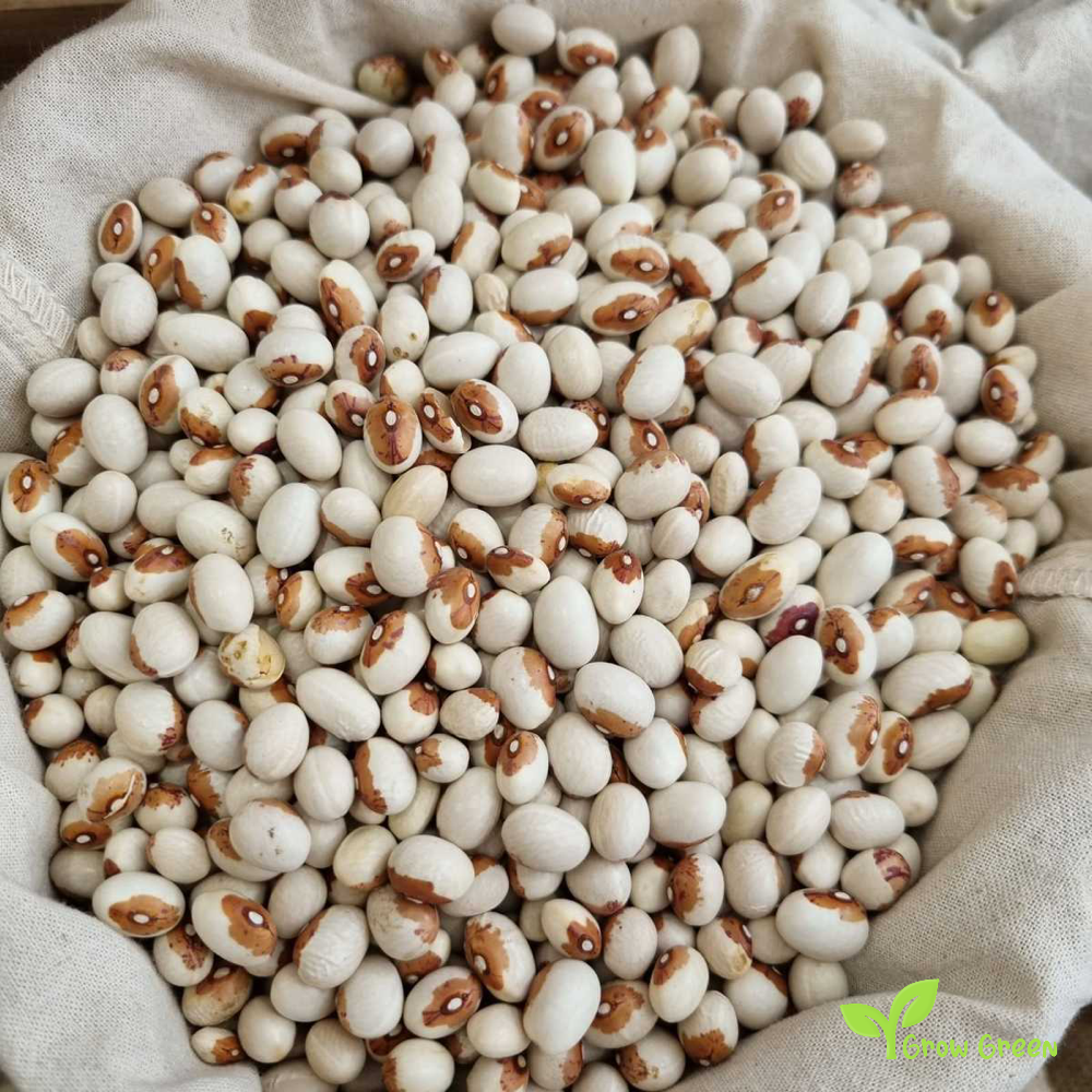 10 seeds of Pilarica Beans - PHASEOLUS VULGARIS - Virgin Bean + Gift 5 seeds of Sunflower