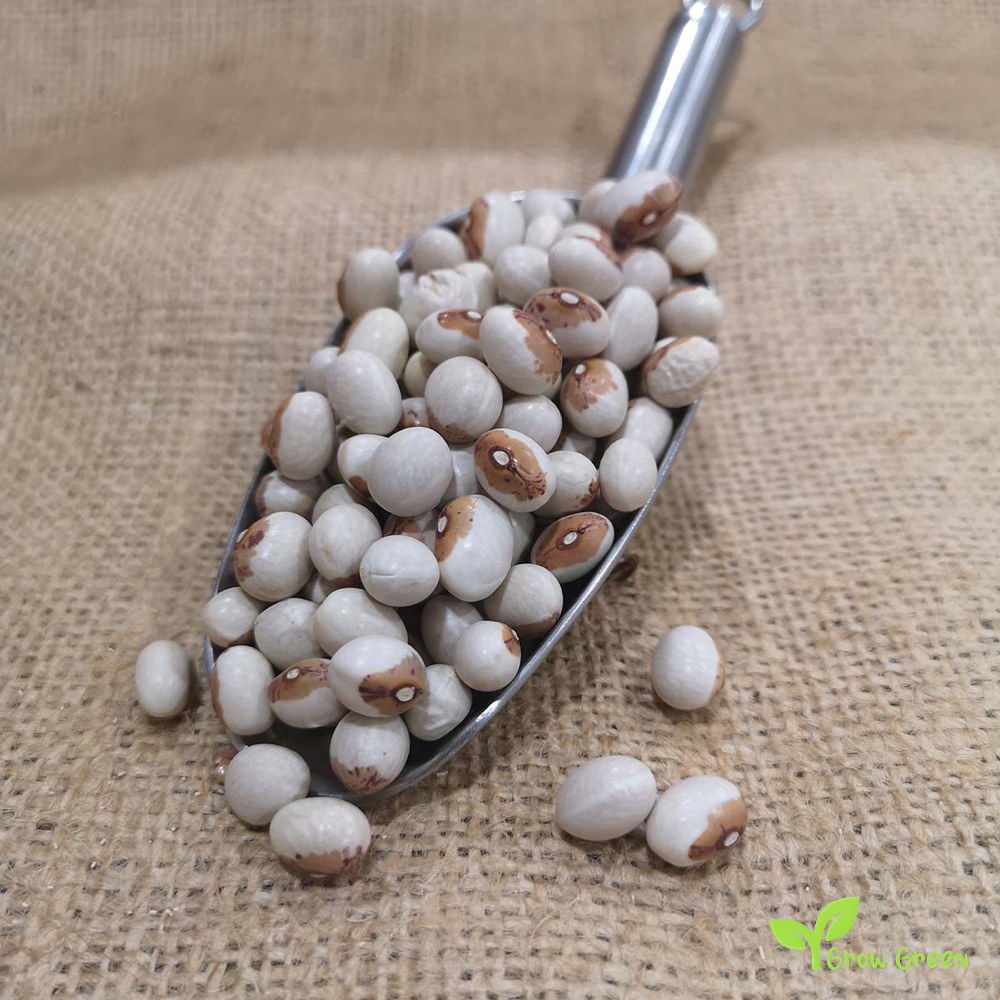 10 seeds of Pilarica Beans - PHASEOLUS VULGARIS - Virgin Bean + Gift 5 seeds of Sunflower