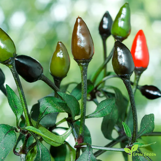 5 seeds of Adorno Chilli Pepper - CAPSICUM ANNUUM + Gift 5 seeds of Sunflower