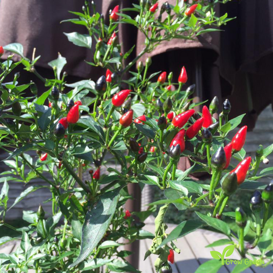 5 seeds of Adorno Chilli Pepper - CAPSICUM ANNUUM + Gift 5 seeds of Sunflower