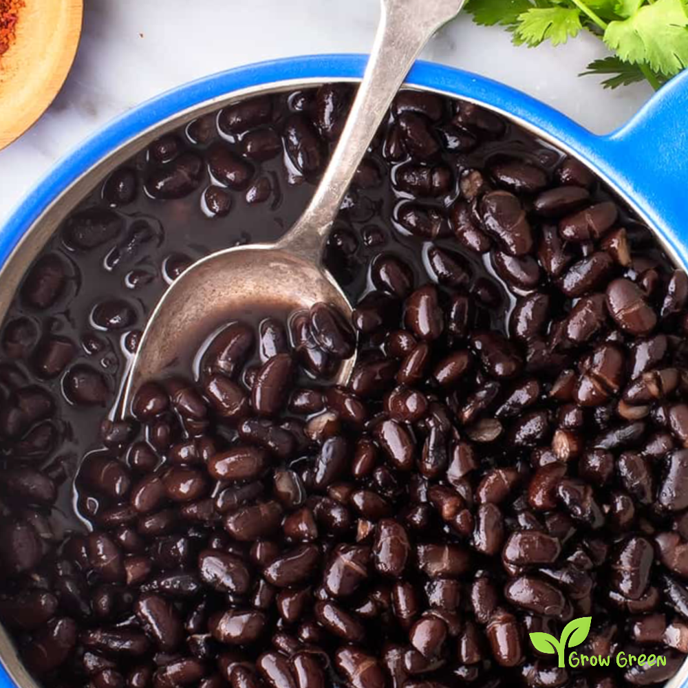 50 seeds of Black Beans - PHASEOLUS VULGARIS + Gift 5 seeds of Sunflower