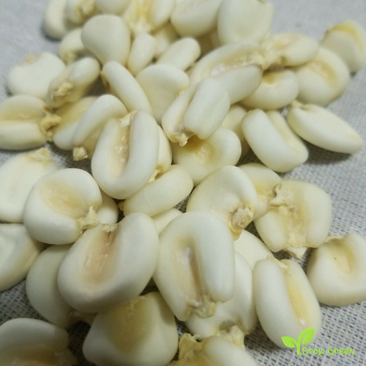 15 seeds of Cacahuazintle Maize - ZEA MAYS - Mote Corn Cacahuacintle + Gift 5 seeds of Sunflower