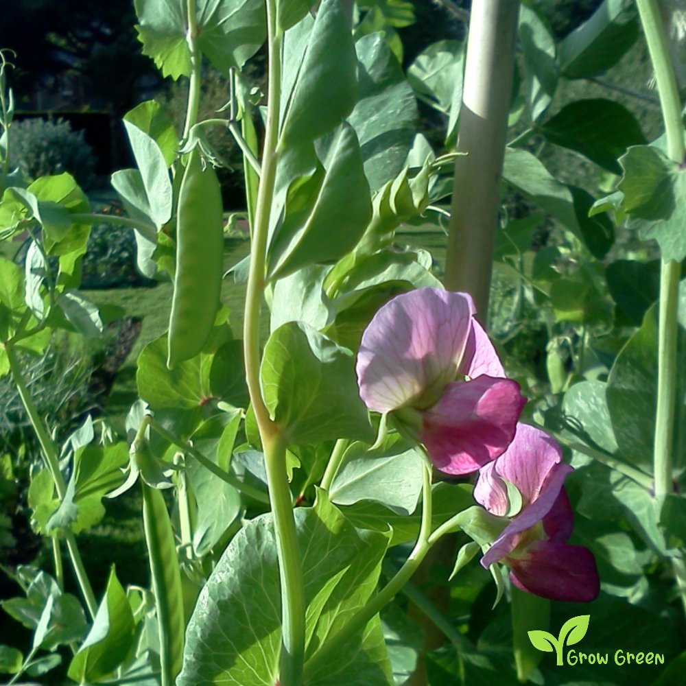 30 seeds of Black Badgers - PISUM SATIVUM - Grey Carlin Peas + Gift 5 seeds of Sunflower