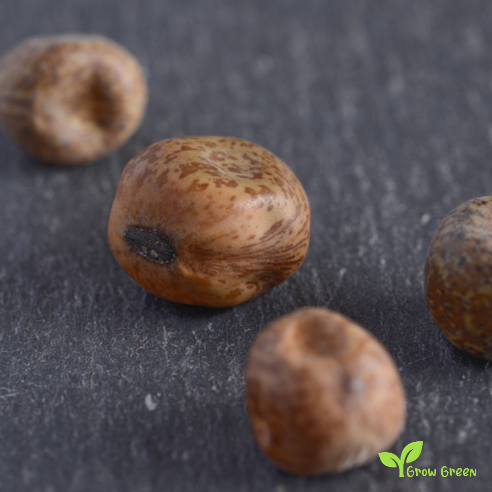 30 seeds of Black Badgers - PISUM SATIVUM - Grey Carlin Peas + Gift 5 seeds of Sunflower