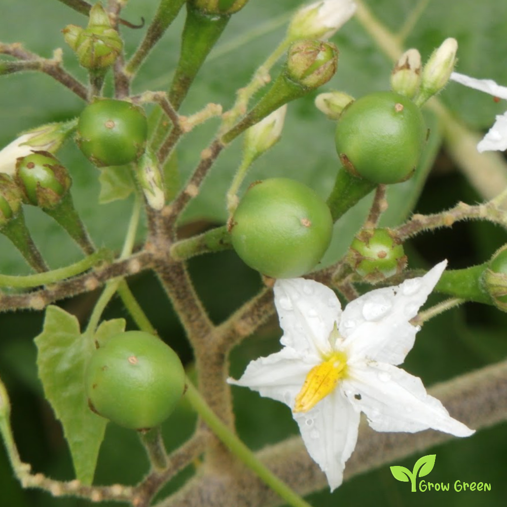 5 seeds of Pea Eggplant - SOLANUM TORVUM - Turkey Berry Susumber + Gift 5 seeds of Sunflower