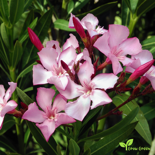10 seeds of Mix Nerium - NERIUM OLEANDER - Oleander + Gift 5 seeds of Sunflower
