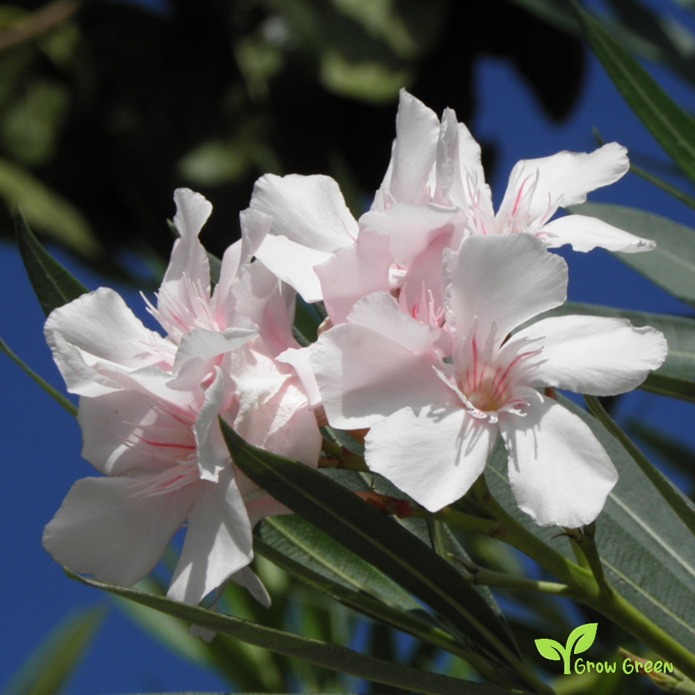 10 seeds of Mix Nerium - NERIUM OLEANDER - Oleander + Gift 5 seeds of Sunflower