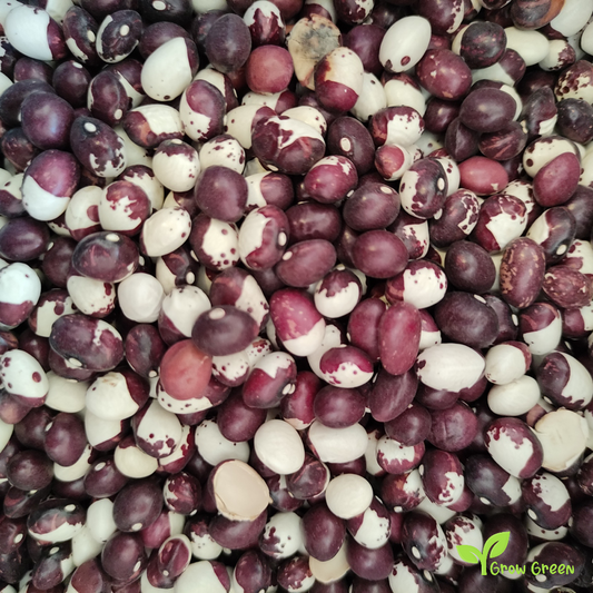 10 seeds of Caparron Beans - PHASEOLUS VULGARIS - Mandilin + Gift 5 seeds of Sunflower