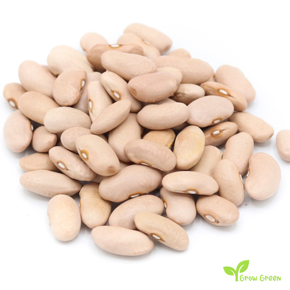 10 seeds of Cinnamon Beans - PHASEOLUS VULGARIS - Canela + Gift 5 seeds of Sunflower