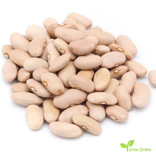 10 seeds of Cinnamon Beans - PHASEOLUS VULGARIS - Canela + Gift 5 seeds of Sunflower