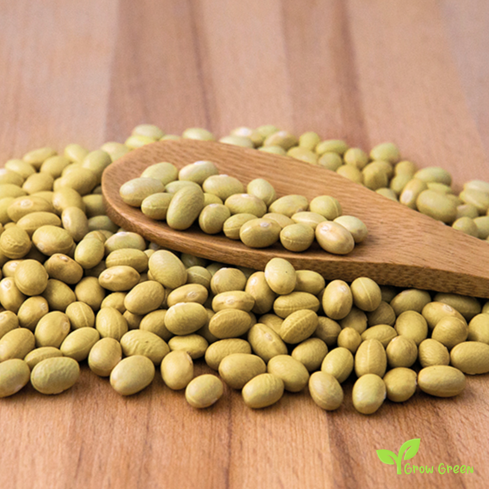 10 seeds of Yellow Beans - PHASEOLUS VULGARIS - Amarillo + Gift 5 seeds of Sunflower