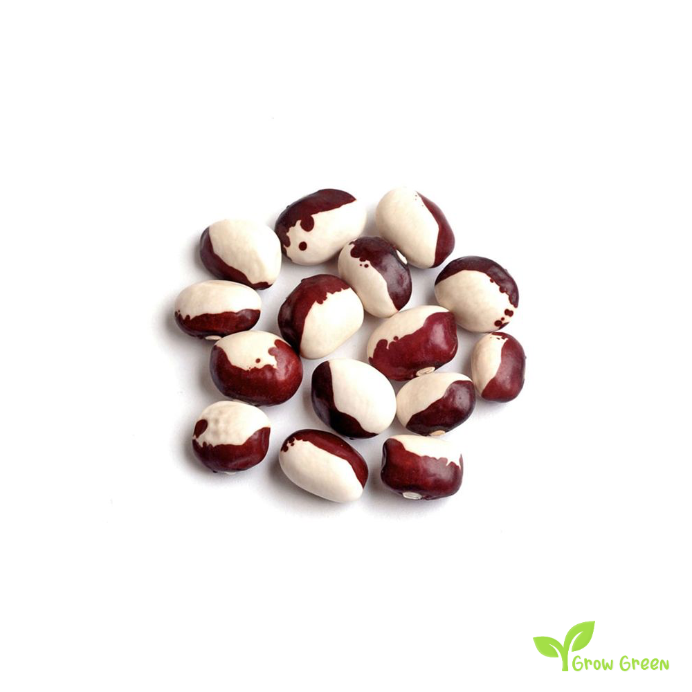 10 seeds of Calypso Beans - PHASEOLUS VULGARIS - Ying Yang + Gift 5 seeds of Sunflower