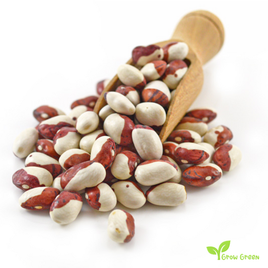 10 seeds of Calypso Beans - PHASEOLUS VULGARIS - Ying Yang + Gift 5 seeds of Sunflower