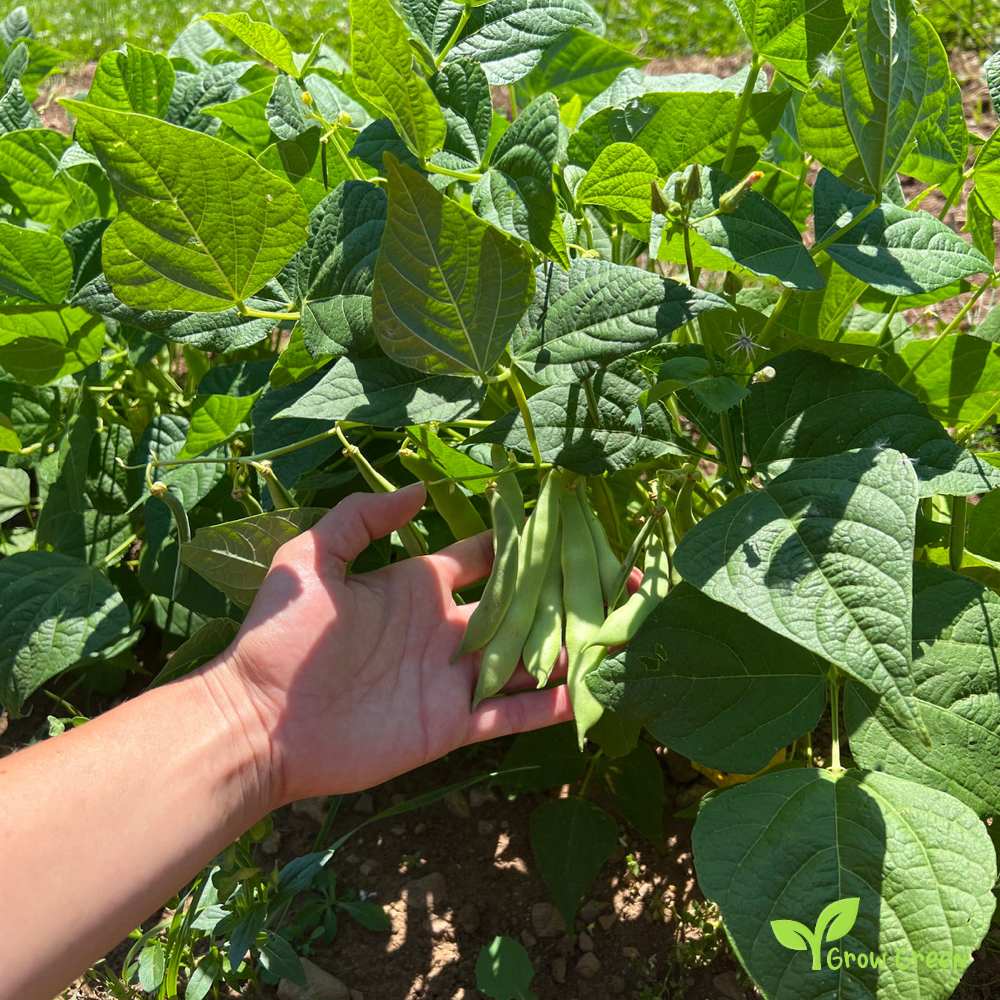 10 seeds of Calypso Beans - PHASEOLUS VULGARIS - Ying Yang + Gift 5 seeds of Sunflower