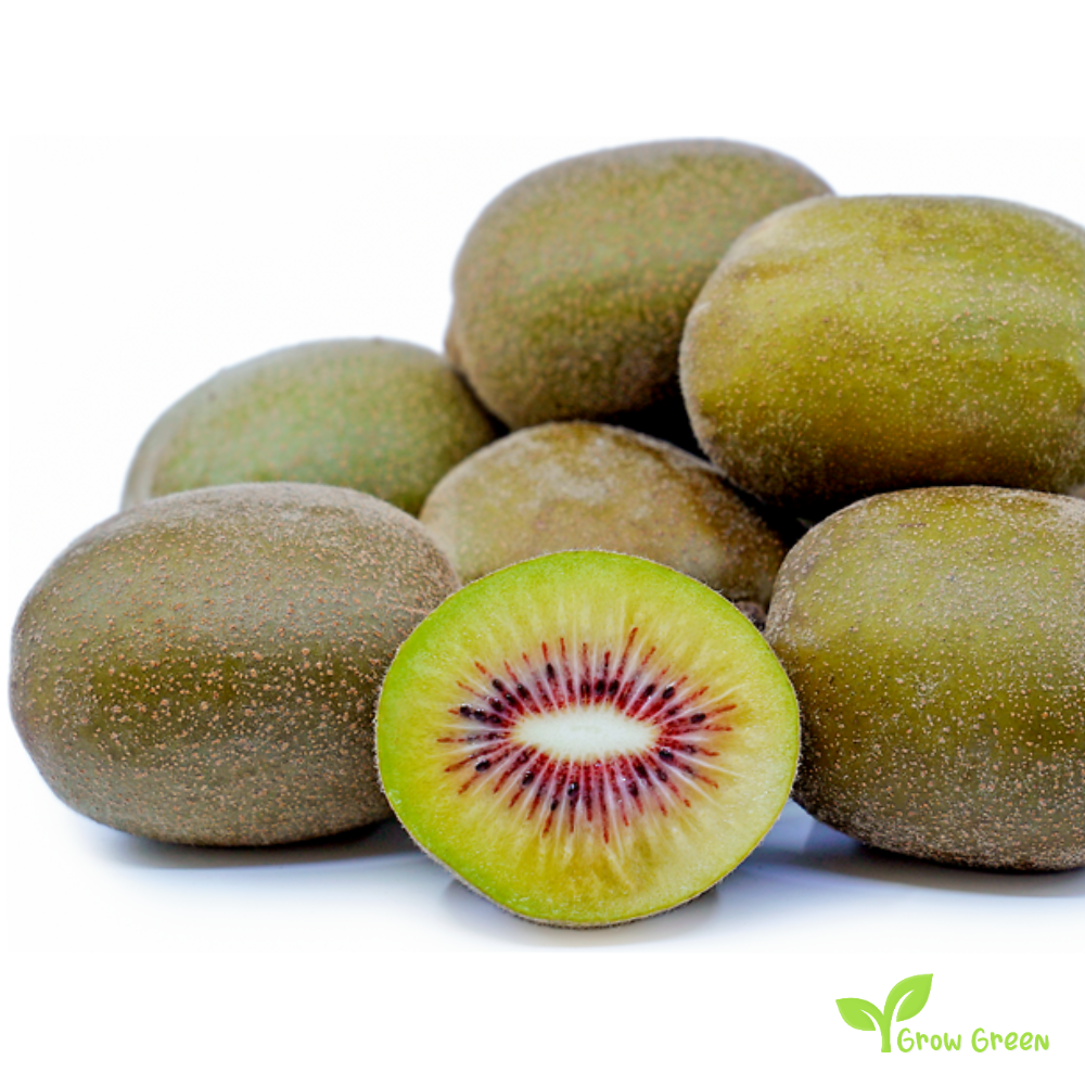 5 seeds of Red Kiwi Fruit - ACTINIDIA CHINENSIS DELICIOSA + Gift 5 seeds of Sunflower