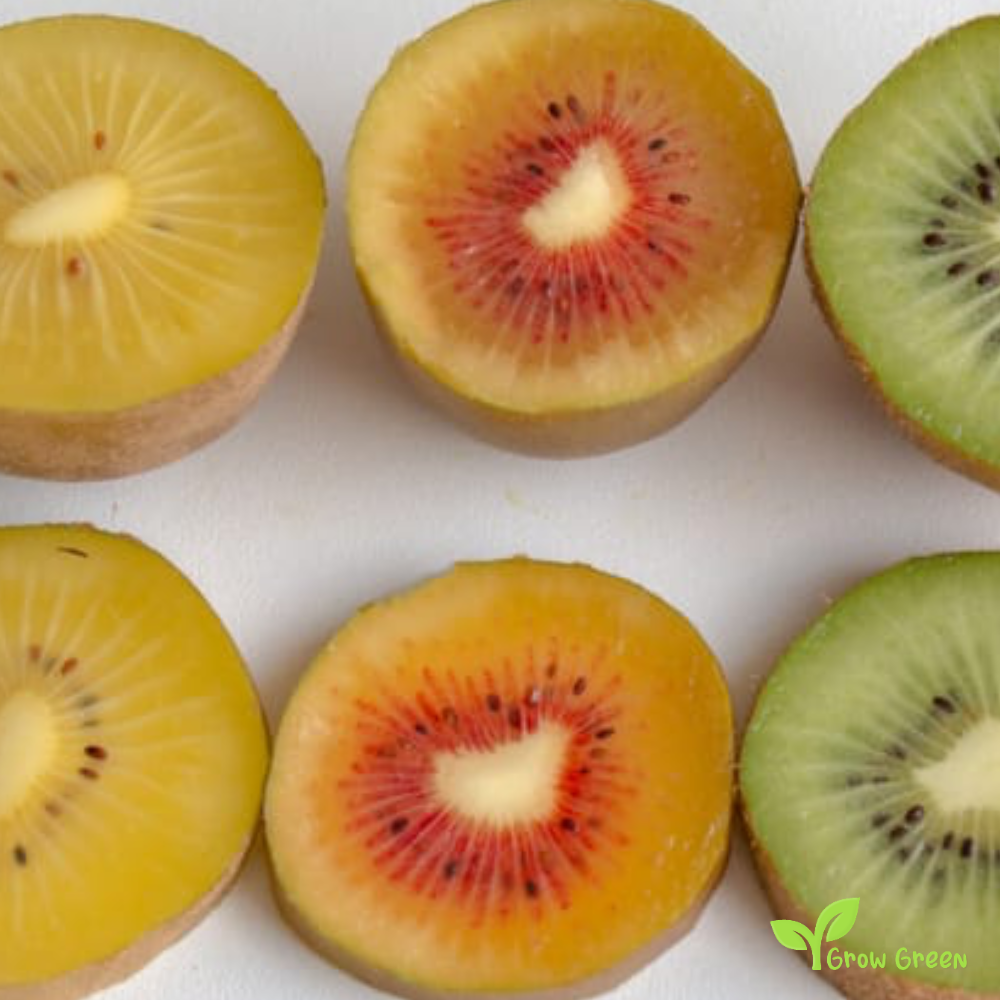5 seeds of Red Kiwi Fruit - ACTINIDIA CHINENSIS DELICIOSA + Gift 5 seeds of Sunflower