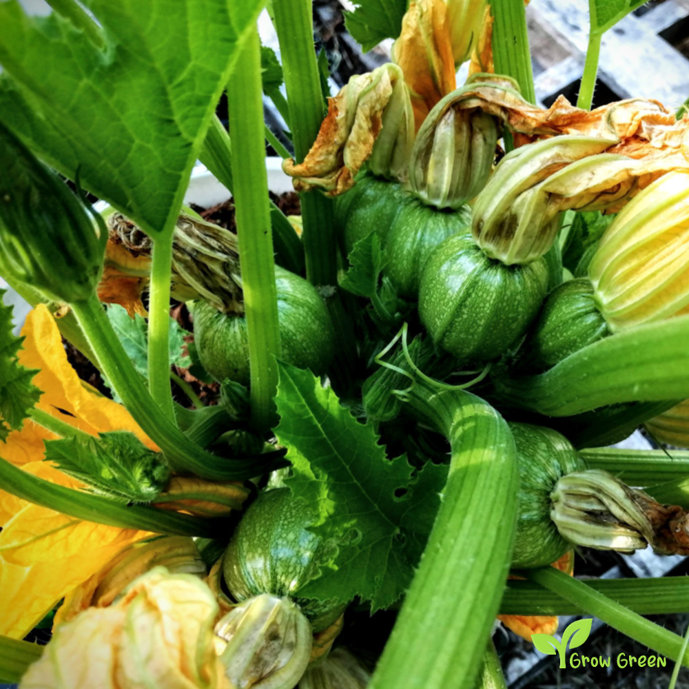 2 seeds of Round Zucchini Courgette - CUCURBITA PEPO - Tondo Piacenza + Gift 5 seeds of Sunflower