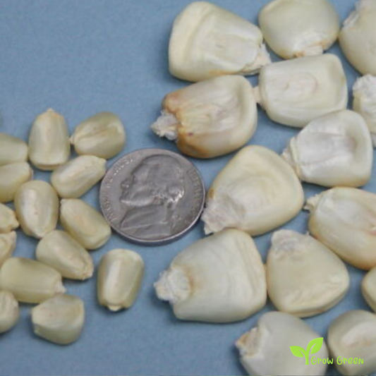 5 seeds Giant White Maize - ZEA MAYS - Corn + Gift 5 seeds of Sunflower