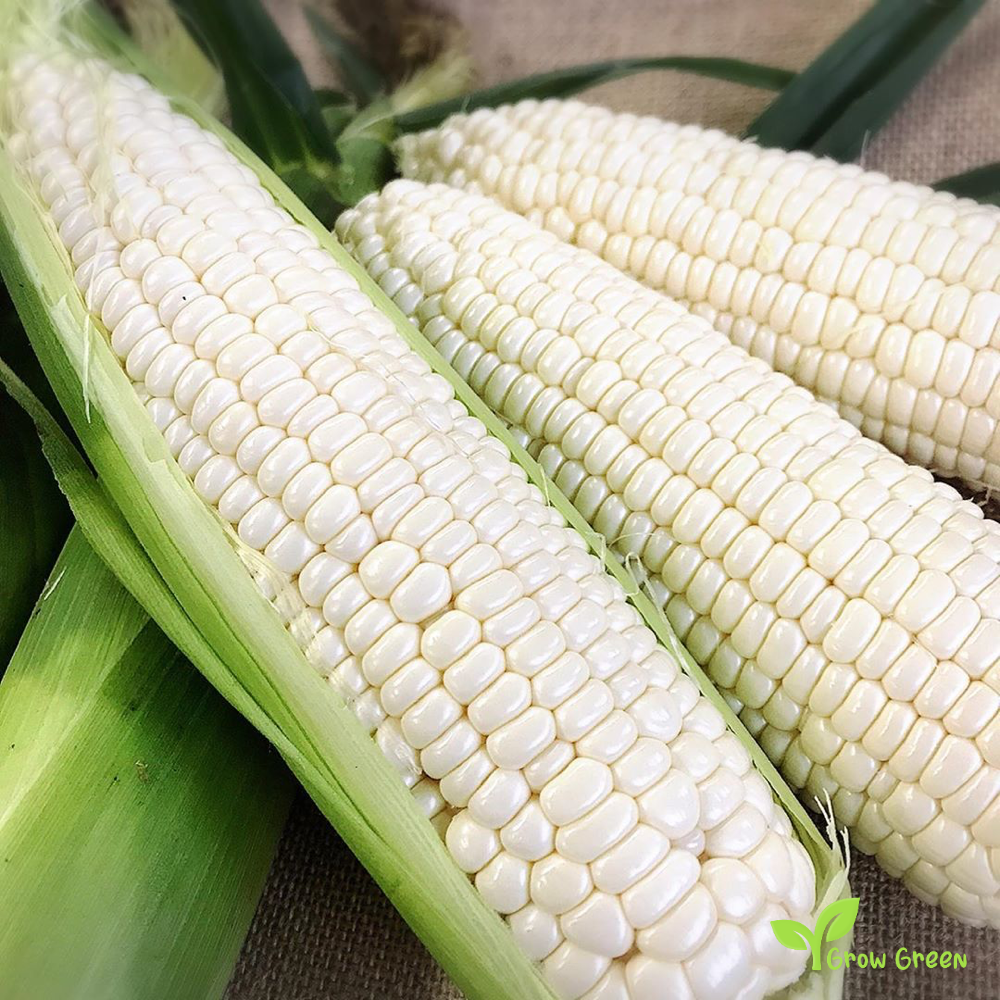 5 seeds Giant White Maize - ZEA MAYS - Corn + Gift 5 seeds of Sunflower
