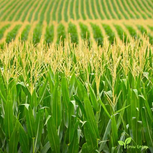 5 seeds Giant White Maize - ZEA MAYS - Corn + Gift 5 seeds of Sunflower
