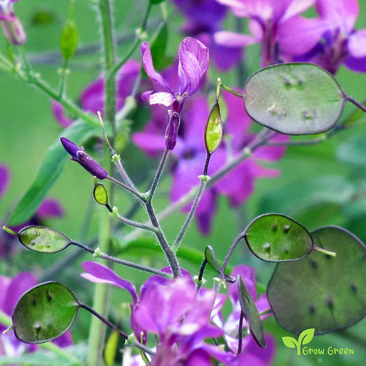 5 seeds Honesty - LUNARIA ANNUA + Gift 5 seeds of Sunflower