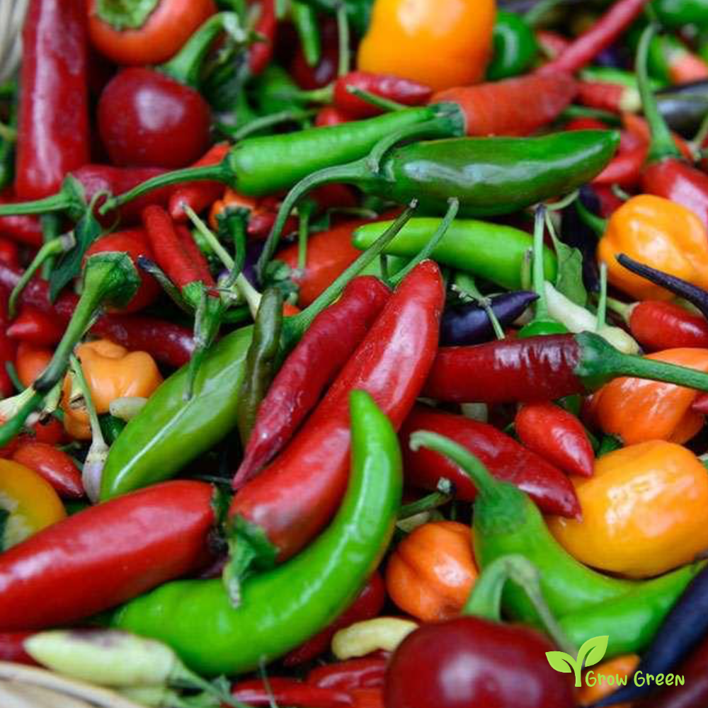 10 seeds Black Cuban Chilli Pepper - CAPSICUM ANNUUM - Sweet Pepper + 5 seeds of Sunflower