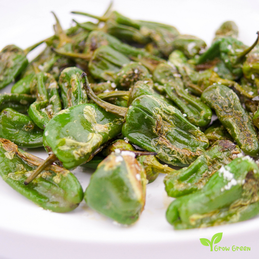 10 seeds Padron Pepper - CAPSICUM ANNUUM - Sweet Pepper + Gift 5 seeds of Sunflower