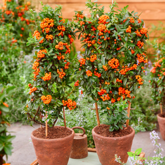 10 seeds of Orange Pyracantha - PYRACANTHA - Firethorn + Gift 5 seeds of Sunflower