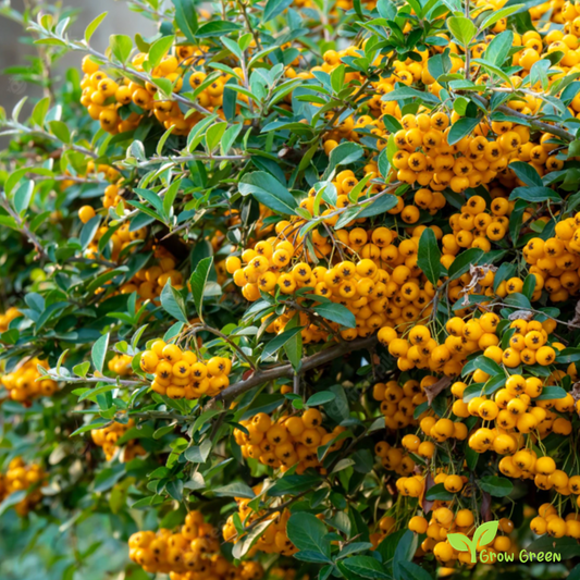 10 seeds of Yellow Pyracantha - PYRACANTHA - Firethorn + Gift 5 seeds of Sunflower