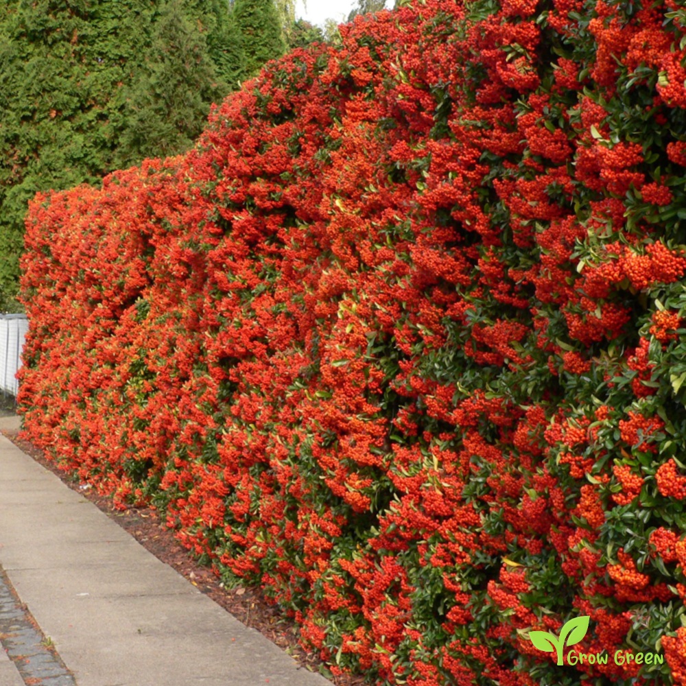 10 seeds of Red Pyracantha - PYRACANTHA - Firethorn + Gift 5 seeds of Sunflower
