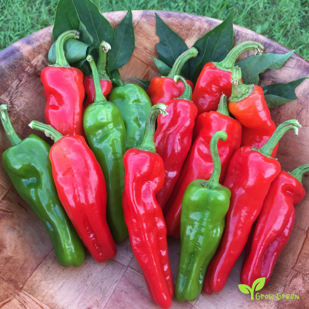 10 seeds of Friggitello Pepper - CAPSICUM ANNUUM - Italian Friarielli + Gift 5 seeds of Sunflower