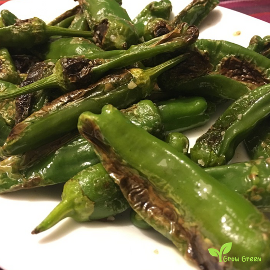 10 seeds of Friggitello Pepper - CAPSICUM ANNUUM - Italian Friarielli + Gift 5 seeds of Sunflower