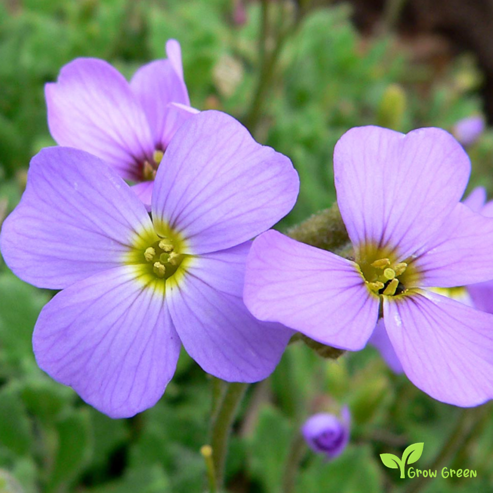 20 seeds of Aubrieta - AUBRETIA + Gift 5 seeds of Sunflower