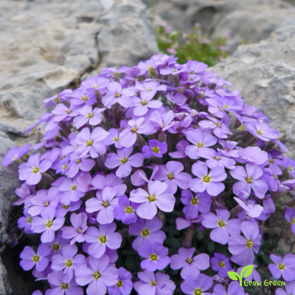 20 seeds of Aubrieta - AUBRETIA + Gift 5 seeds of Sunflower