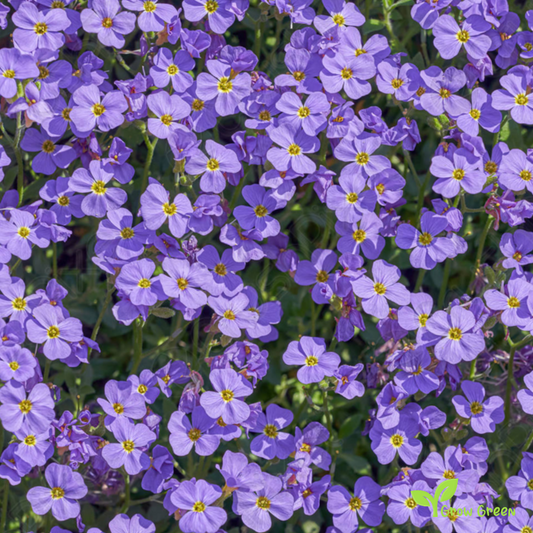20 seeds of Aubrieta - AUBRETIA + Gift 5 seeds of Sunflower