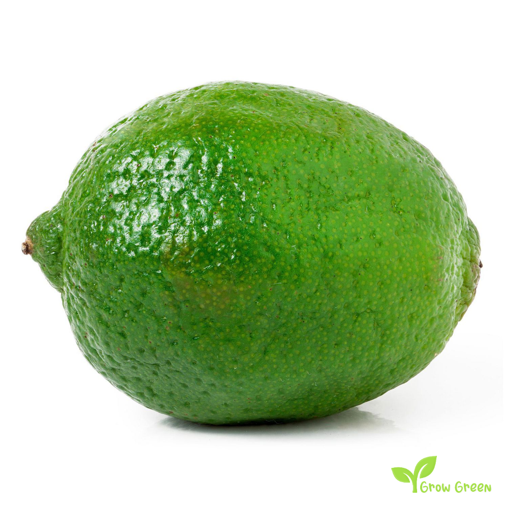 3 seeds of Lime - CITRUS AURANTIFOLIA - Key Lime + Gift 5 seeds of Sunflower