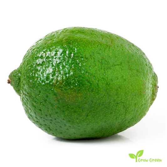 3 seeds of Lime - CITRUS AURANTIFOLIA - Key Lime + Gift 5 seeds of Sunflower