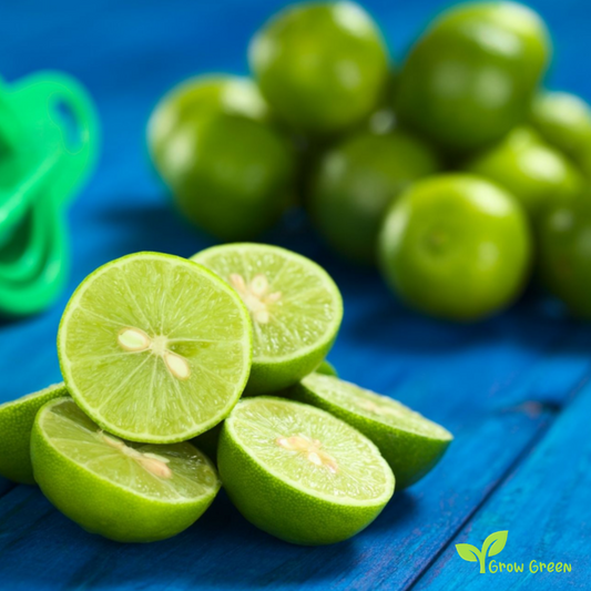 3 seeds of Lime - CITRUS AURANTIFOLIA - Key Lime + Gift 5 seeds of Sunflower