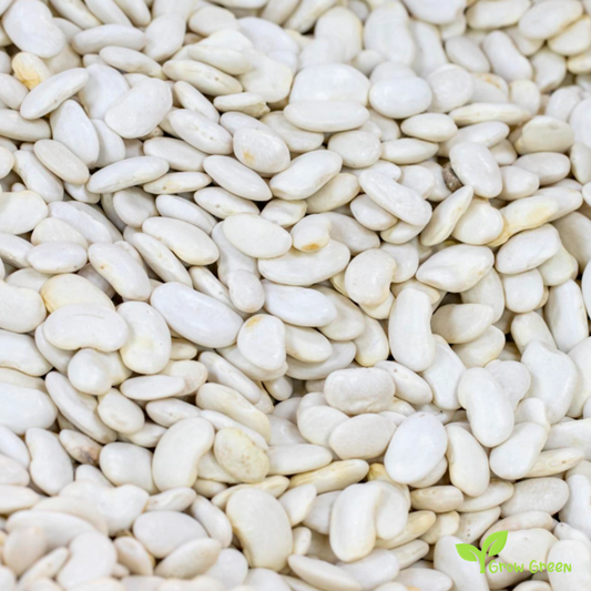 50 seeds of Dermason Turkish Beans - PHASEOLUS VULGARIS - White + Gift 5 seeds of Sunflower