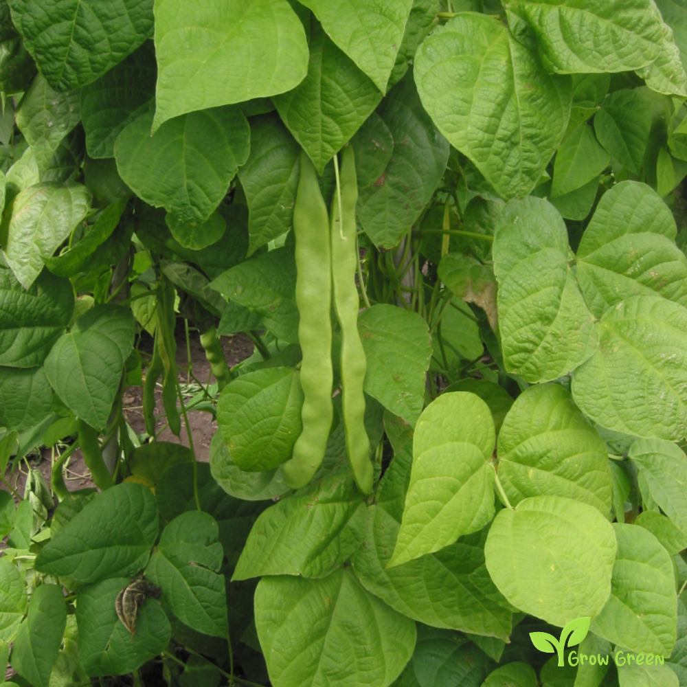 50 seeds of Alubia Beans - PHASEOLUS VULGARIS - White + Gift 5 seeds of Sunflower
