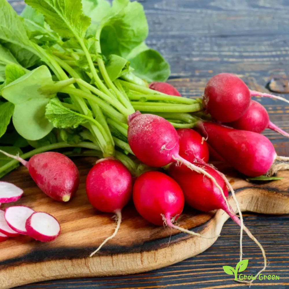 50 seeds Radish - RAPHANUS SATIVUS + Gift 5 seeds of Sunflower